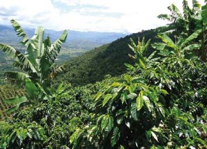 café décaféiné roupillon plantation cafeier colombie