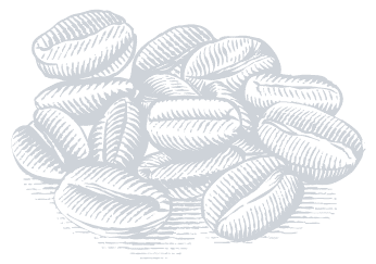 illustration grains de cafe yellow peak torrefacteur pau cafe de specialite